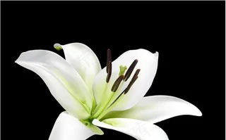 百合花   花朵图片