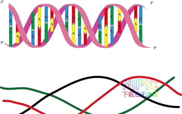 dna图形图片ai矢量模版下载