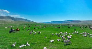 内蒙古大草原上的羊群图片