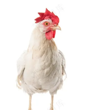 白羽鸡图片
