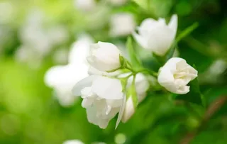 灌木上的茉莉花图片