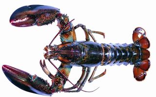 澳洲龙虾图片