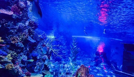 海底图图片 海底图图片