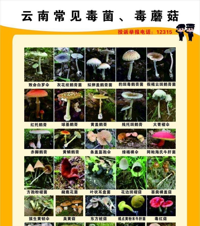 云南毒蘑菇图片cdr矢量模版下载