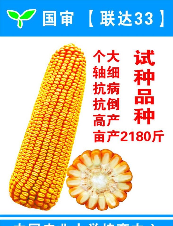 国审玉米种图片(1969x2756)psd模版下载
