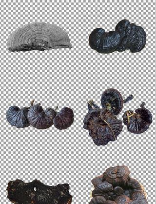 天然野生灵芝图片