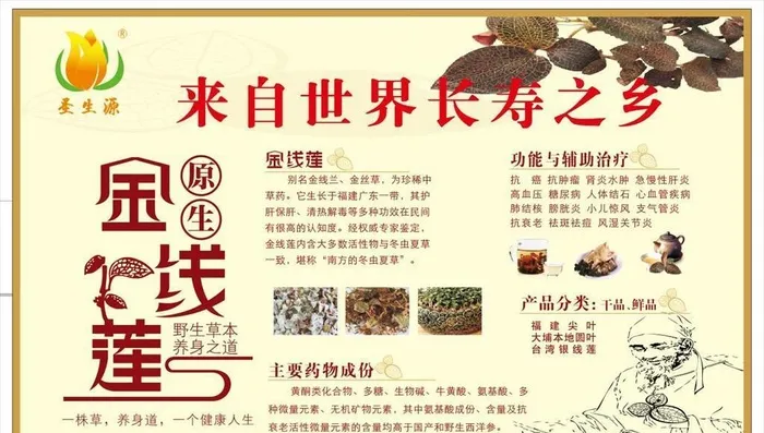 金线莲海报图片cdr矢量模版下载