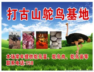 鸵鸟基地图片