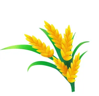 麦穗图片