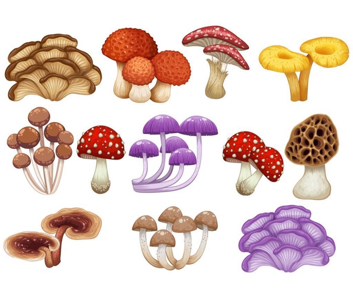 卡通蘑菇矢量插画图片