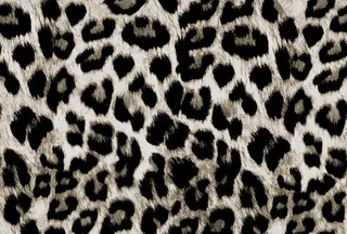 豹纹图片