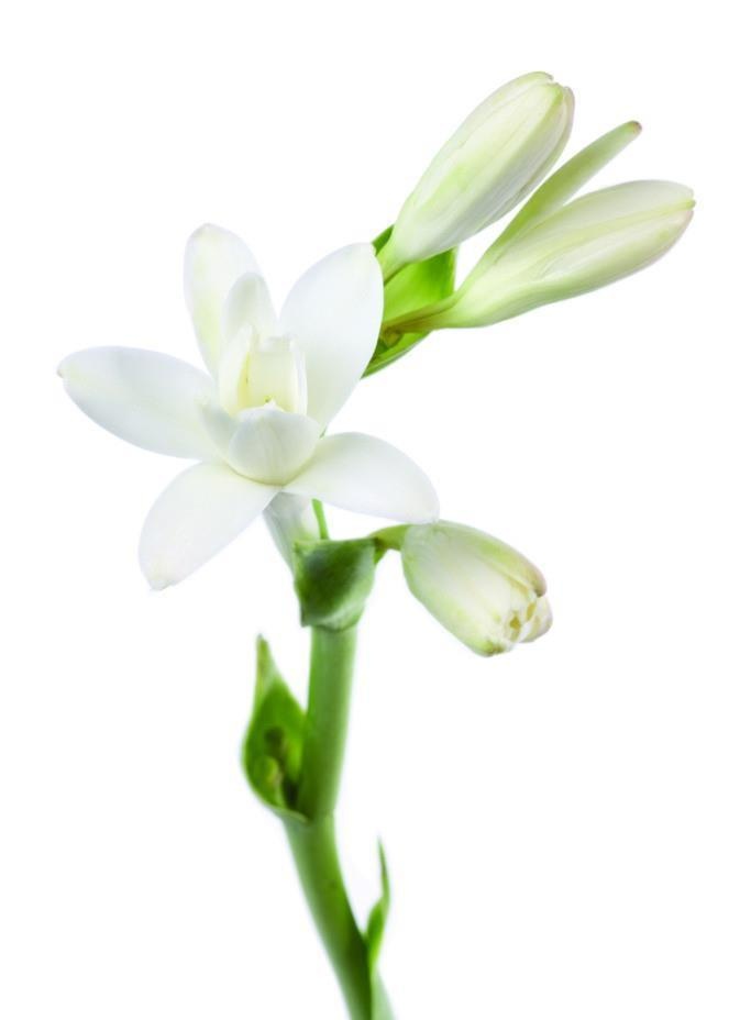 小苍兰图片