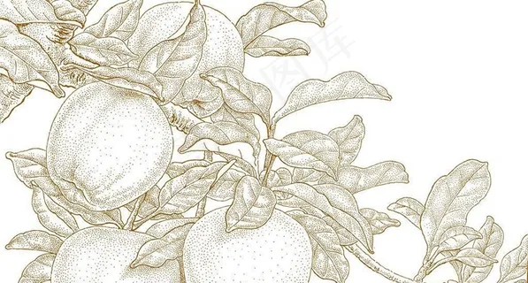 苹果插画图片
