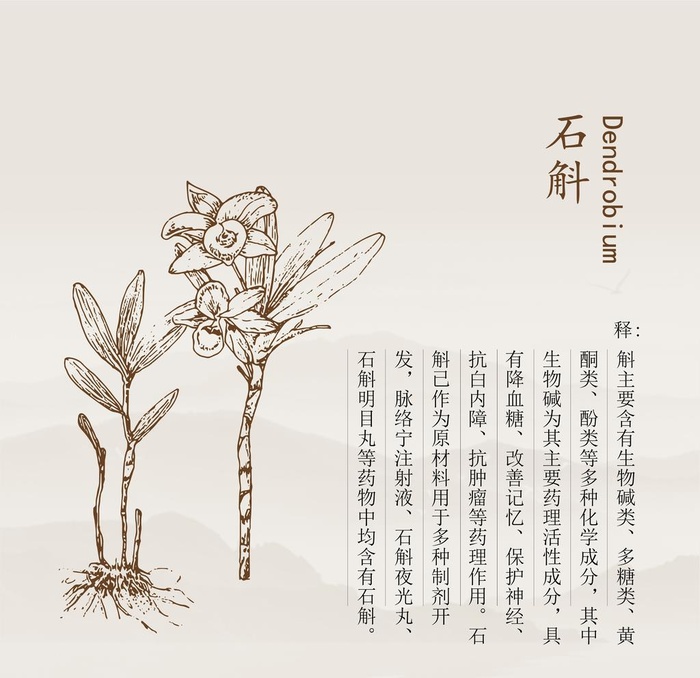 石斛矢量线稿图片ai矢量模版下载