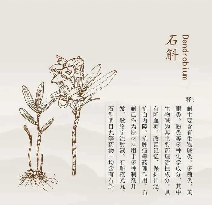 石斛矢量线稿图片ai矢量模版下载