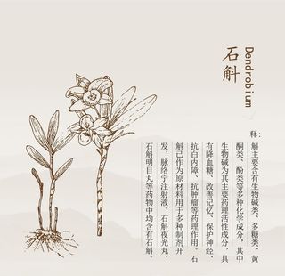 石斛矢量线稿图片
