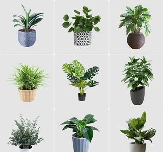 免扣绿植盆栽素材图片