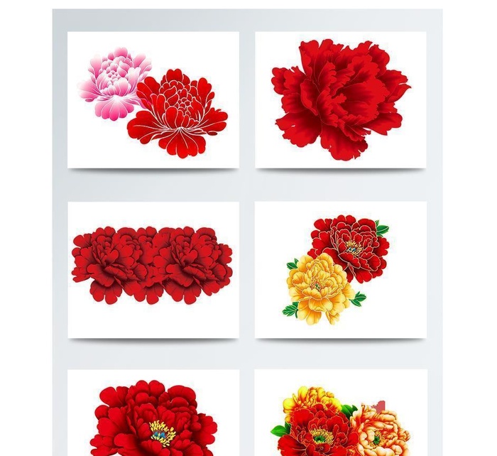 牡丹花 图片(1303x1417)psd模版下载