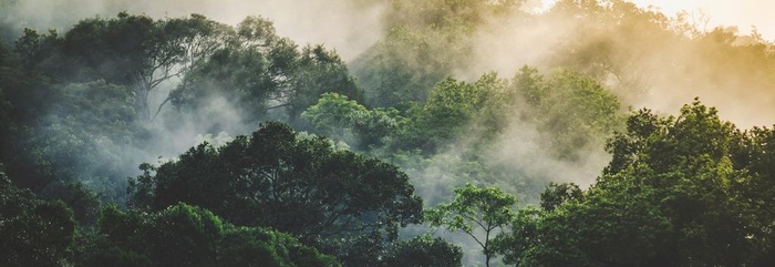 森林背景图片