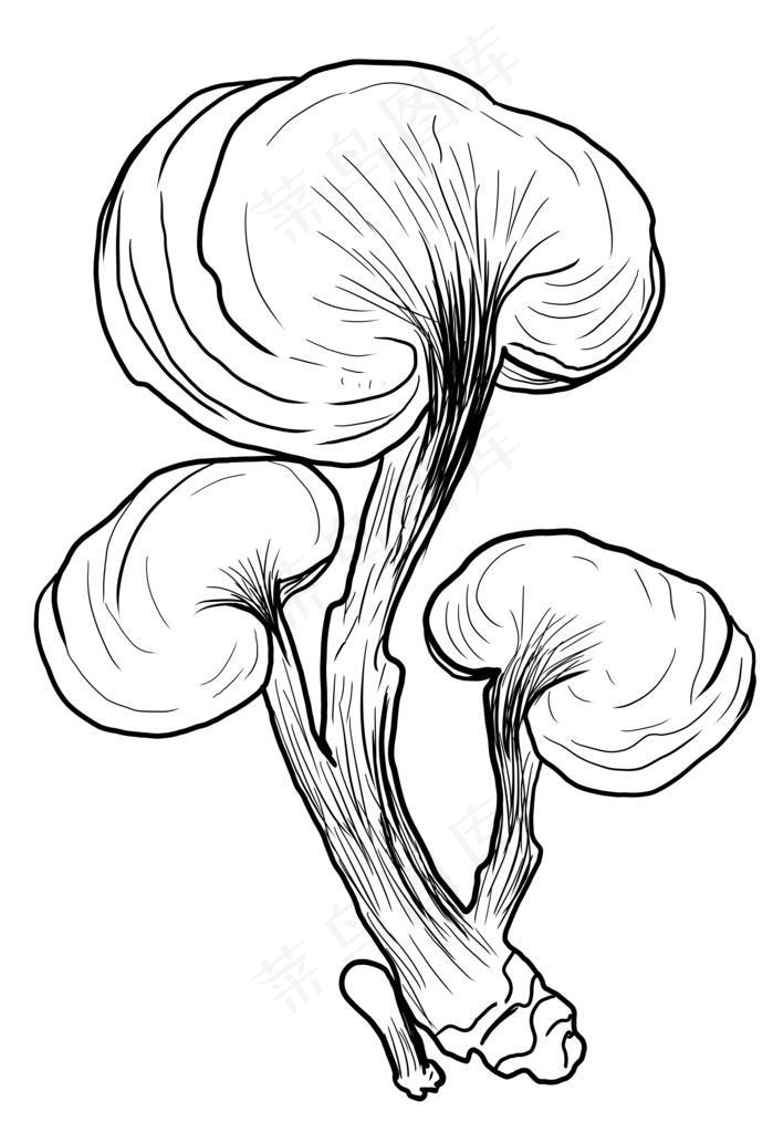 灵芝图片(9000x11947)psd模版下载