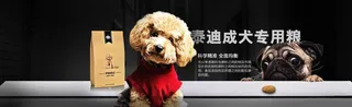 泰迪贵宾犬 成犬专用粮图片