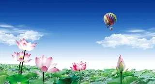 荷花背景图片
