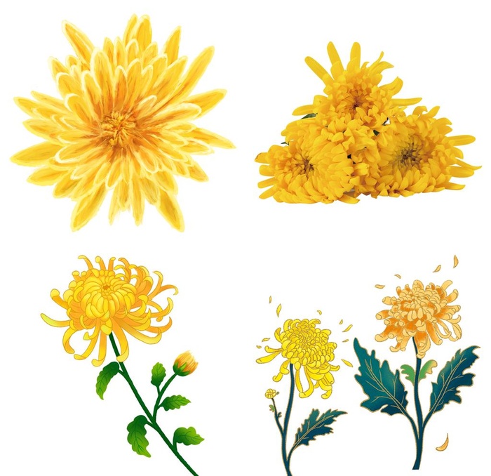 菊花图片(10500x10500)psd模版下载
