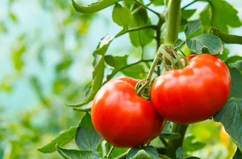 西红柿成熟图片