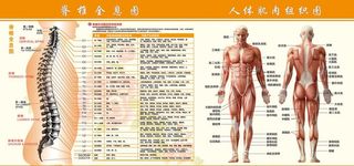 人体肌肉组织,脊椎全息图,脊椎图,