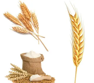 小麦粮食主食面食图片