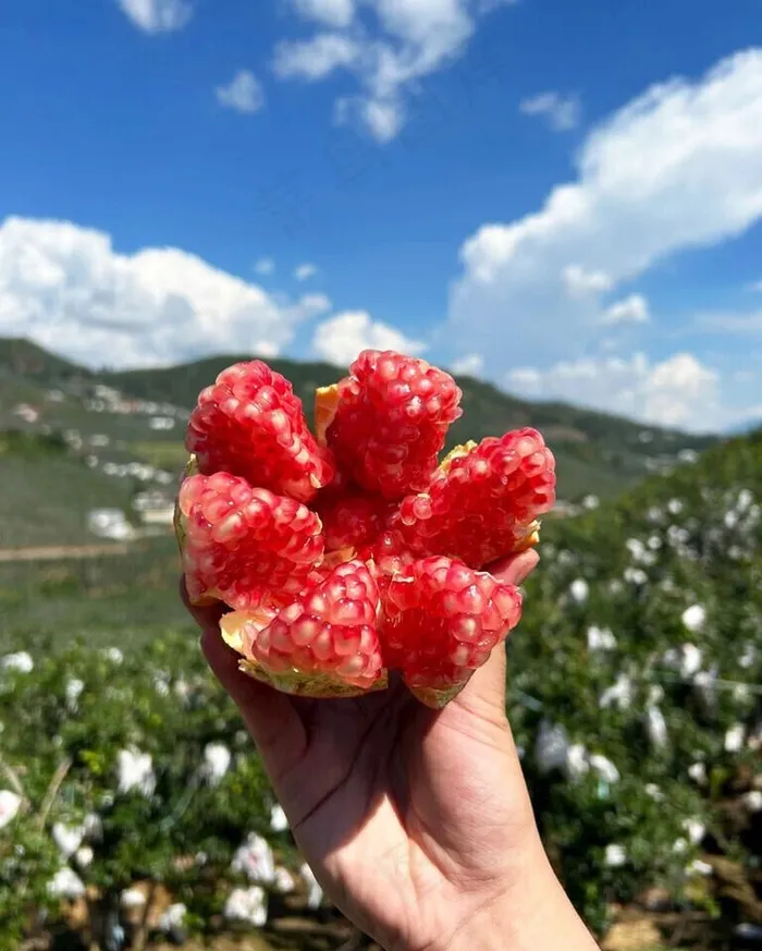 石榴图片