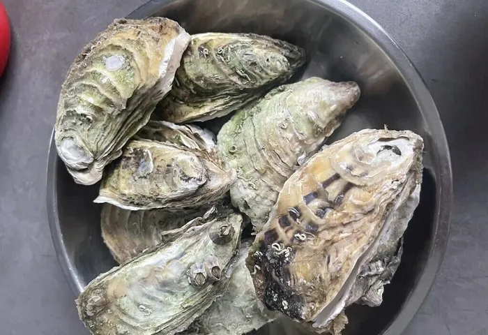生蚝  图片