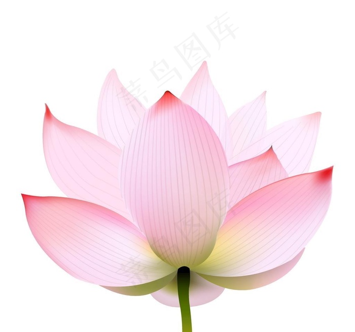 矢量荷花荷叶图片