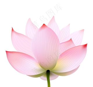 矢量荷花荷叶图片