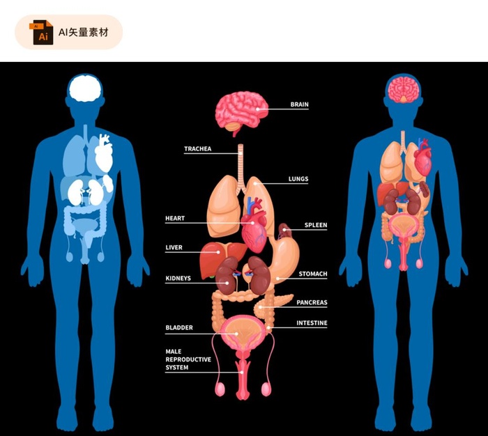 人体器官,内脏,内脏插图,器官插图,