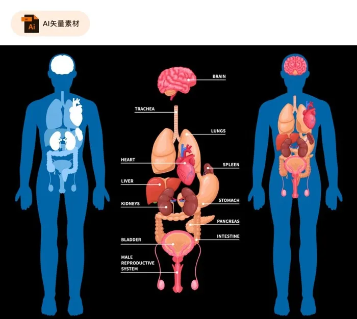 人体器官,内脏,内脏插图,器官插图,ai矢量模版下载