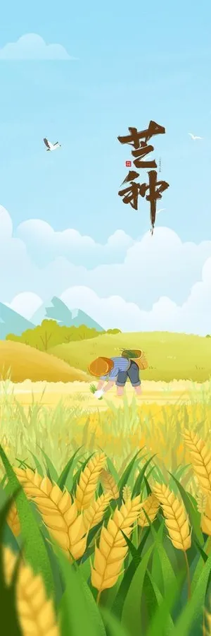 芒种海报图片