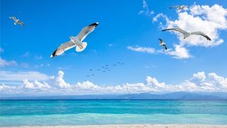 蓝天白云沙滩海鸥风景图图片