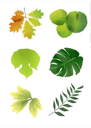 叶图片