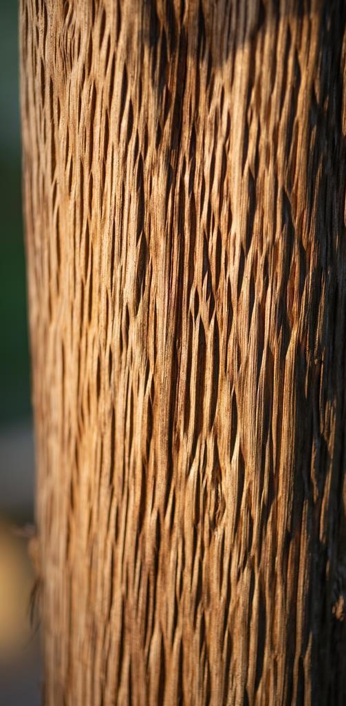 树皮纹路肌理图片