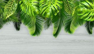 树叶 绿叶 芭蕉叶 背景墙图片