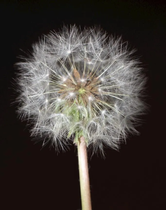 蒲公英图片