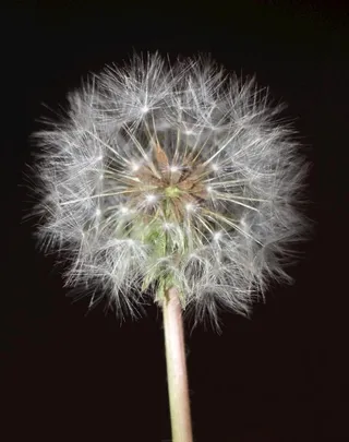 蒲公英图片