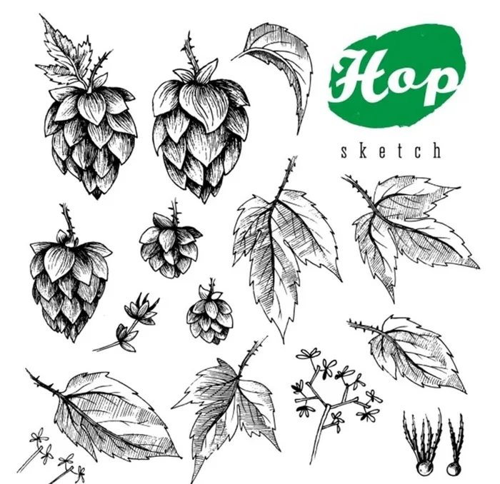 啤酒花装饰植物图片