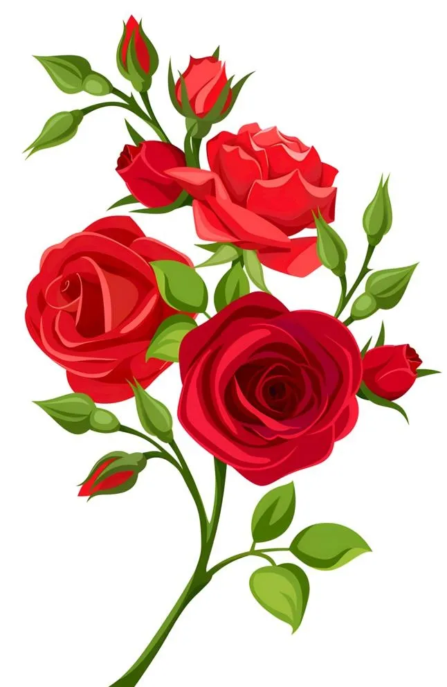 玫瑰花图片(2240x3552)