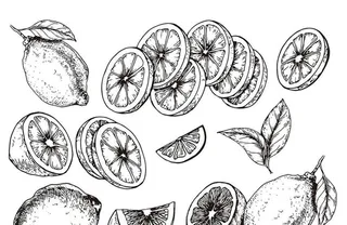 柠檬手绘线稿图片
