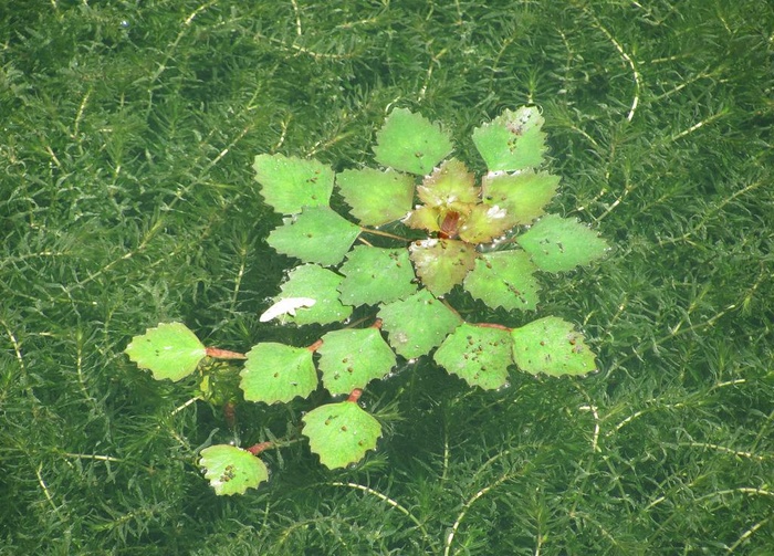 菱角秧图片