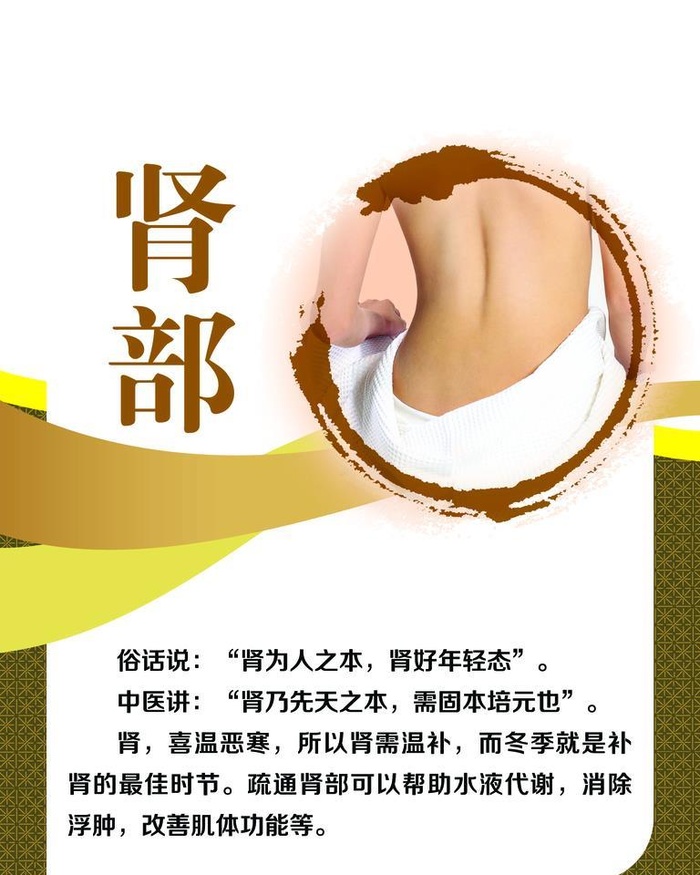 肾部养生图片