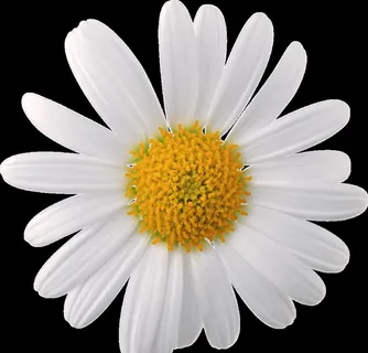 白色洋甘菊小雏菊PNG免扣鲜花图片