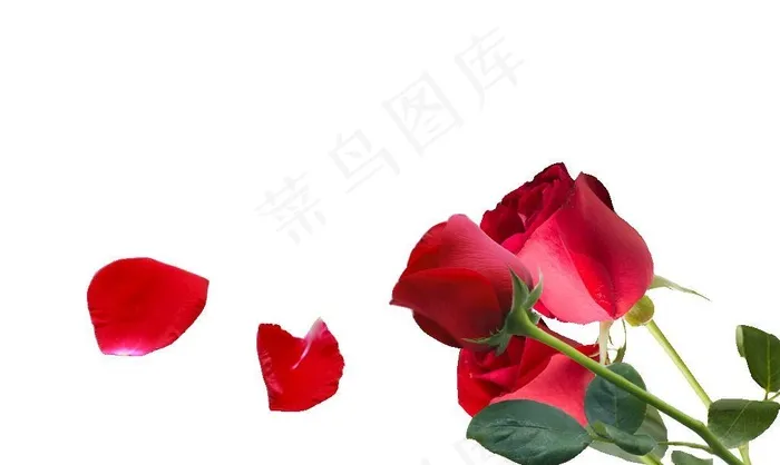 红玫瑰图片(1024x683)psd模版下载